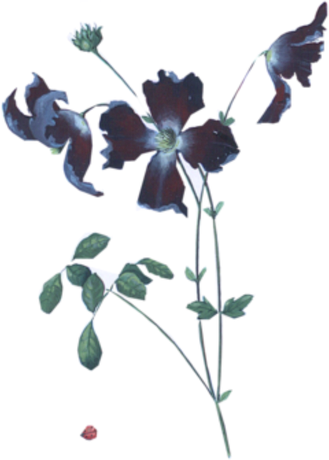 Nadruk Granatowe kwiaty z biedronką - Przód