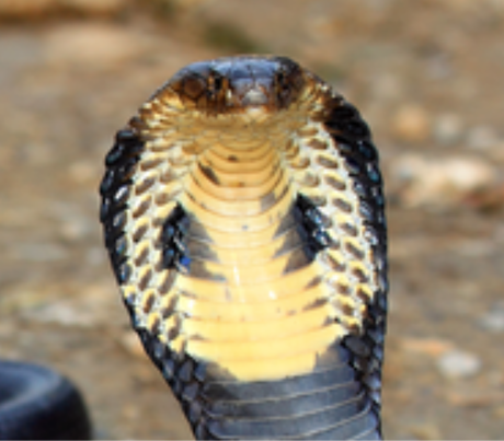 Nadruk kobra - Przód
