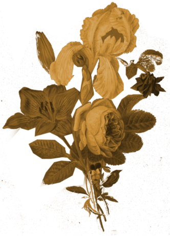 Nadruk Sepia. Kwiaty na czarnym tle - Przód
